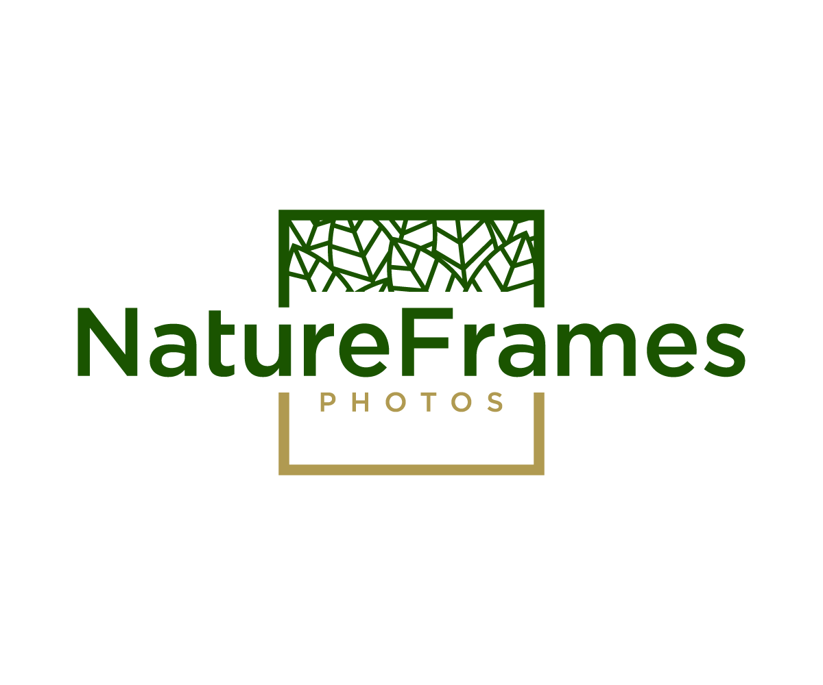 Logo Design by NineOwl for this project | Design #18488806
