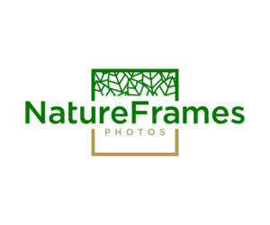 Logo Design by NineOwl for this project | Design: #18488807