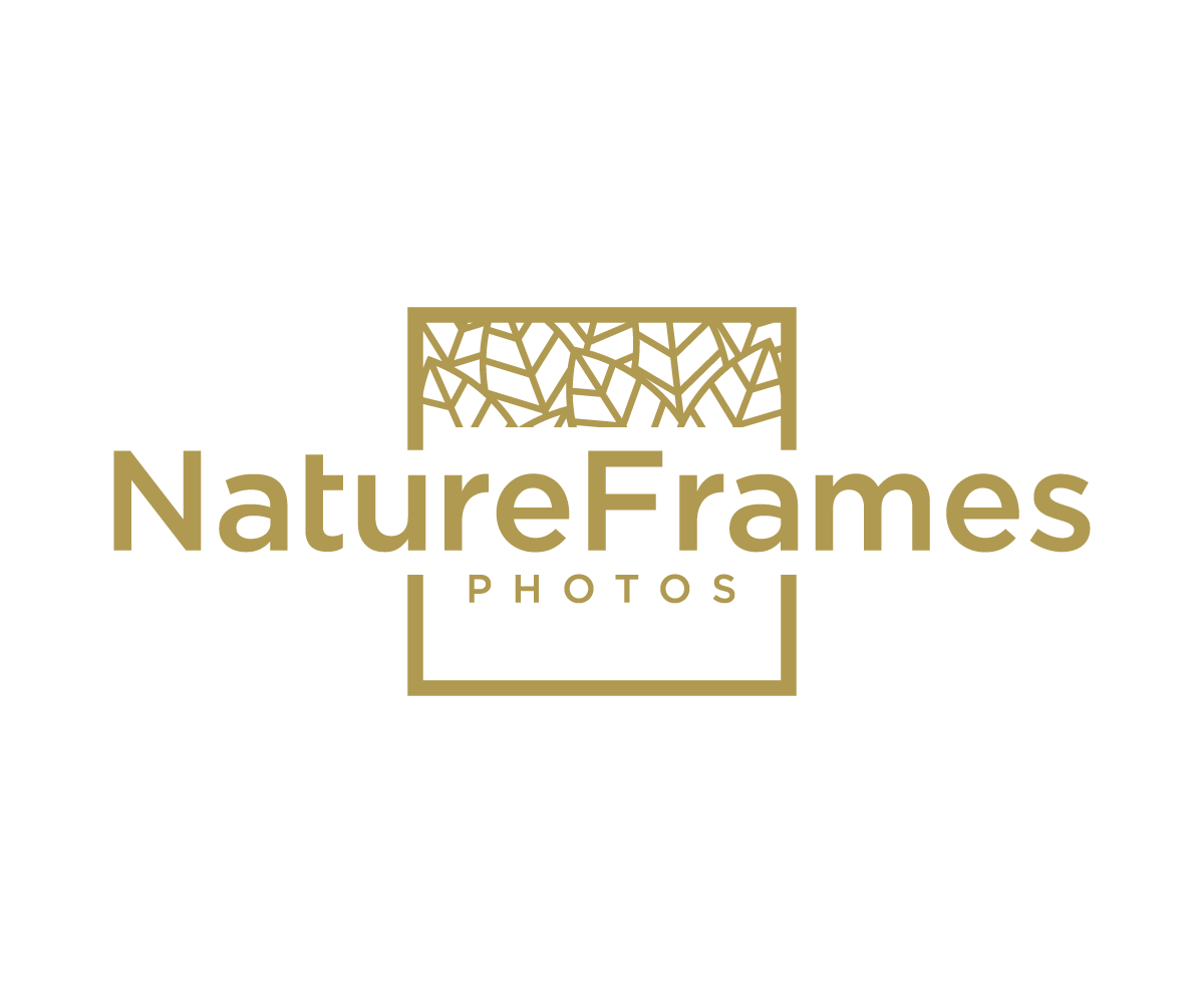 Logo Design by NineOwl for this project | Design #18488809