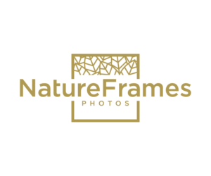 Logo Design by NineOwl for this project | Design: #18488809
