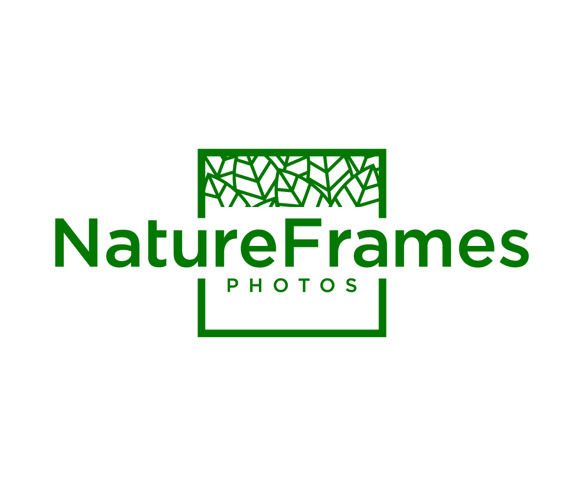 Logo Design by NineOwl for this project | Design #18488810