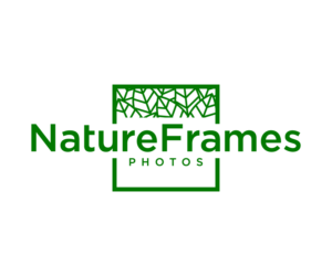 Logo Design by NineOwl for this project | Design: #18488810