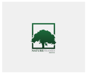 Logo Design by AlphaDezin3 for this project | Design: #18449584