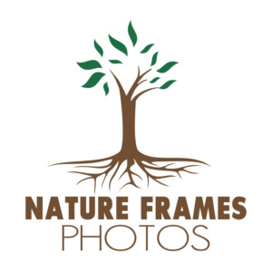Logo Design by Hafiz Imran