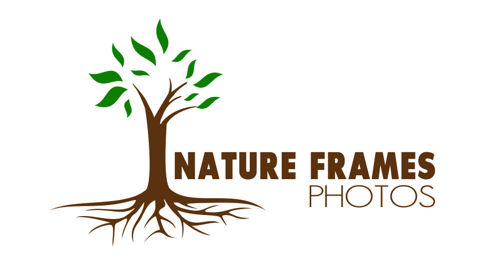 Logo Design by Hafiz Imran for this project | Design #18585786