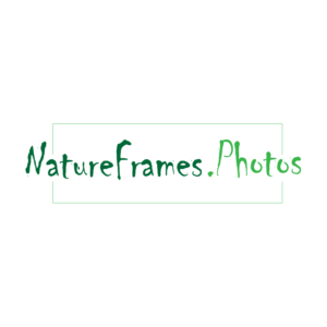 Logo Design by Studio Camel for this project | Design: #18582494