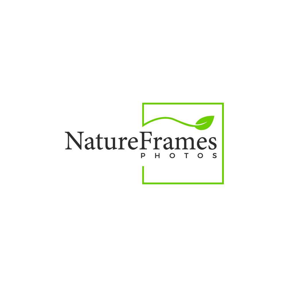 Logo Design by miftah27 for this project | Design #18579000