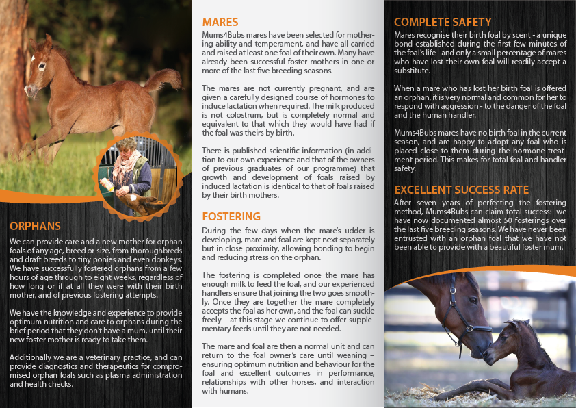 Flyer Design by alex989 for Horse Shepherd Park | Design #18813894