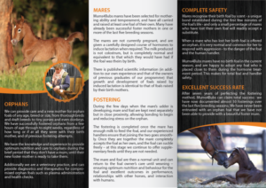 Horse Shepherd Veterinary Practice including Mums4Bubs | Design de Flyer par alex989