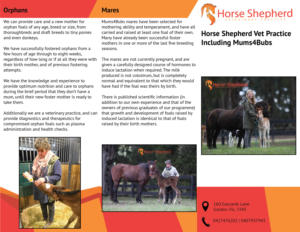 Flyer Design by Tng HuiTing for Horse Shepherd Park | Design #18633389