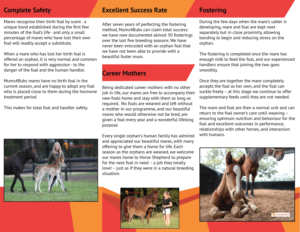 Flyer Design by Tng HuiTing for Horse Shepherd Park | Design: #18633390
