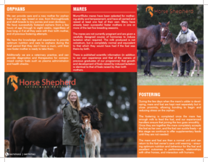 Flyer Design by mohammed0087 for Horse Shepherd Park | Design: #18698596