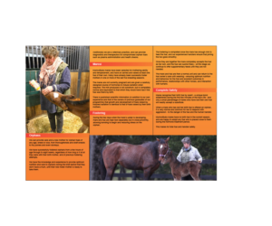 Flyer Design by Boon for Horse Shepherd Park | Design: #18613161