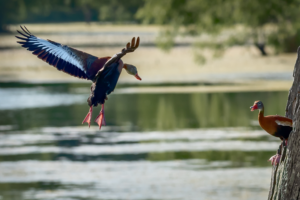 Photography by Manson Nellum