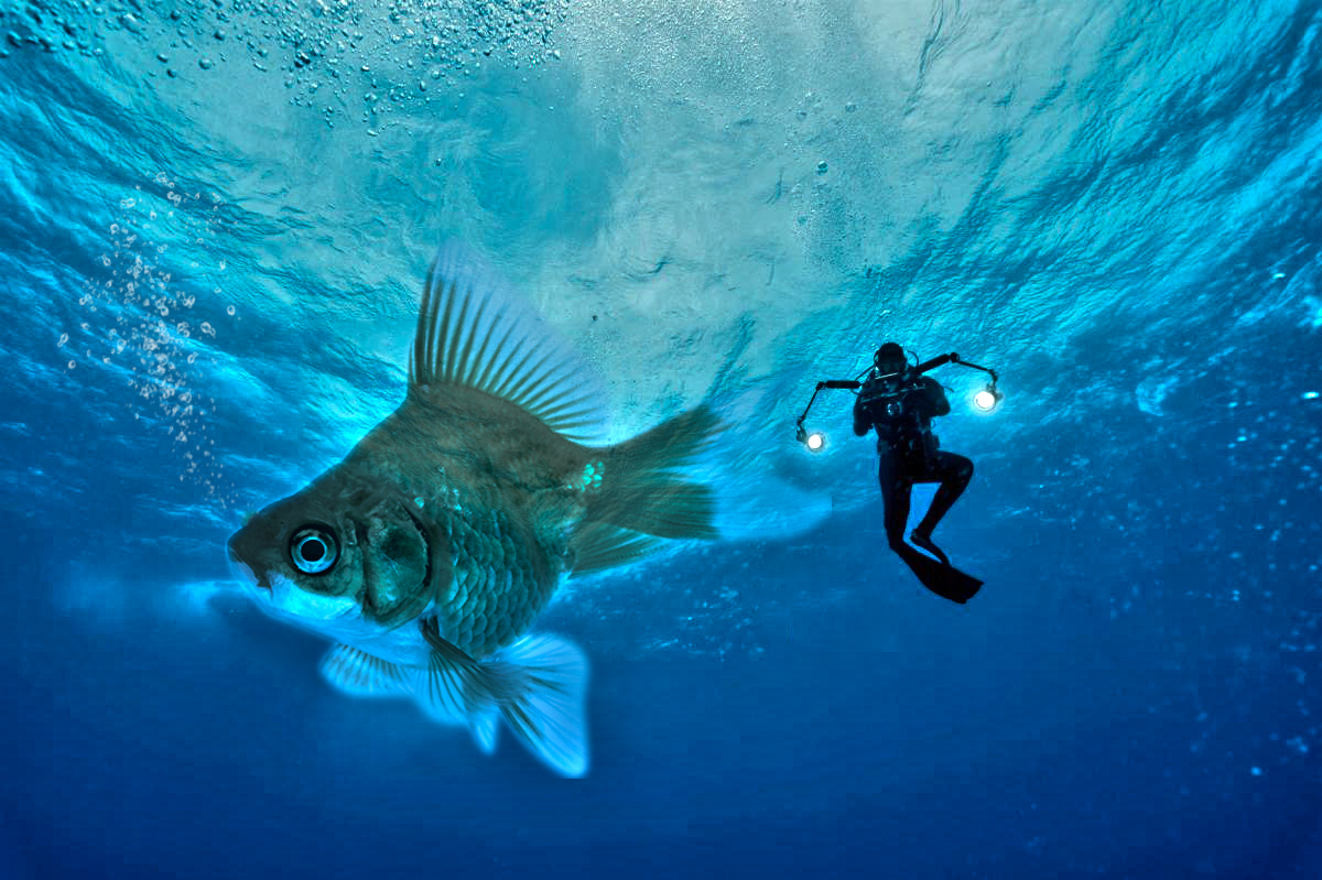 Photoshop Design by Never Art for DesignCrowd (Community Contests) | Design #18750583