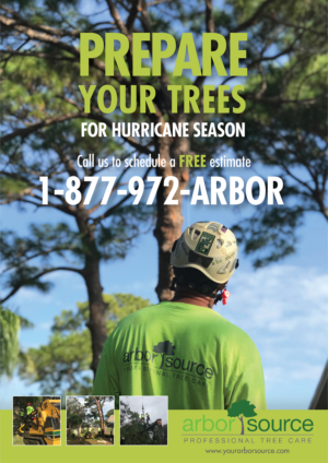 We are a small business - Tree Care Company owned bt a certified Arborist. We would like an advertis | Advertisement Design by apolgv