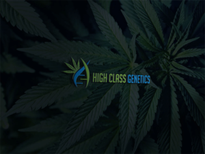 Diseño de Logo por Deziners Zone para High Maintance  | Diseño: #18743675