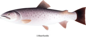 49 Fishes - Creating a Fish Set | Photoshop Design by nafizrahat