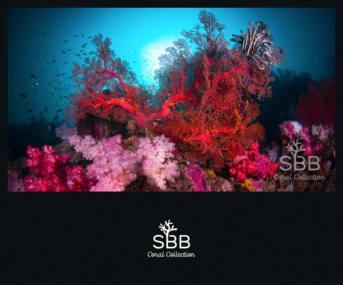 Logo Design by Roy for this project | Design #18768107
