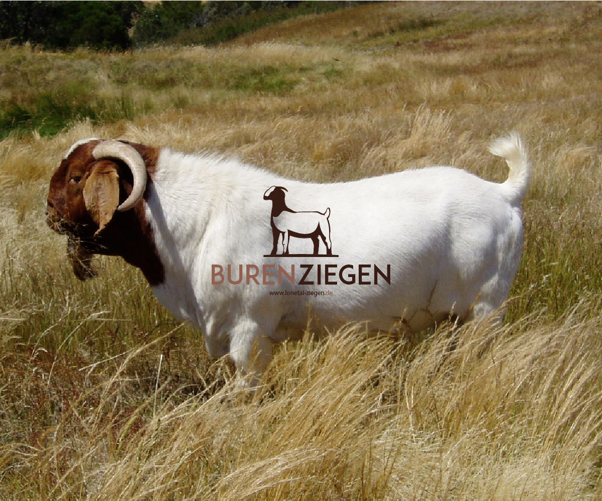 Logo Design by Blumenfeld for this project | Design #18945149