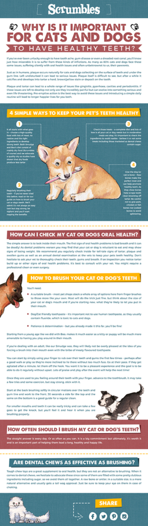 Infographic Design by SAI DESIGNS