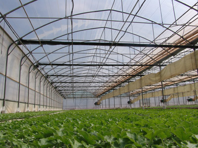 Logo Design by mamidnoucha for Al-Rashad | Design #2865916