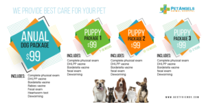 Postcard Design by Sarina.dsg for Pet Angels Animal Hospitals | Design: #19157773