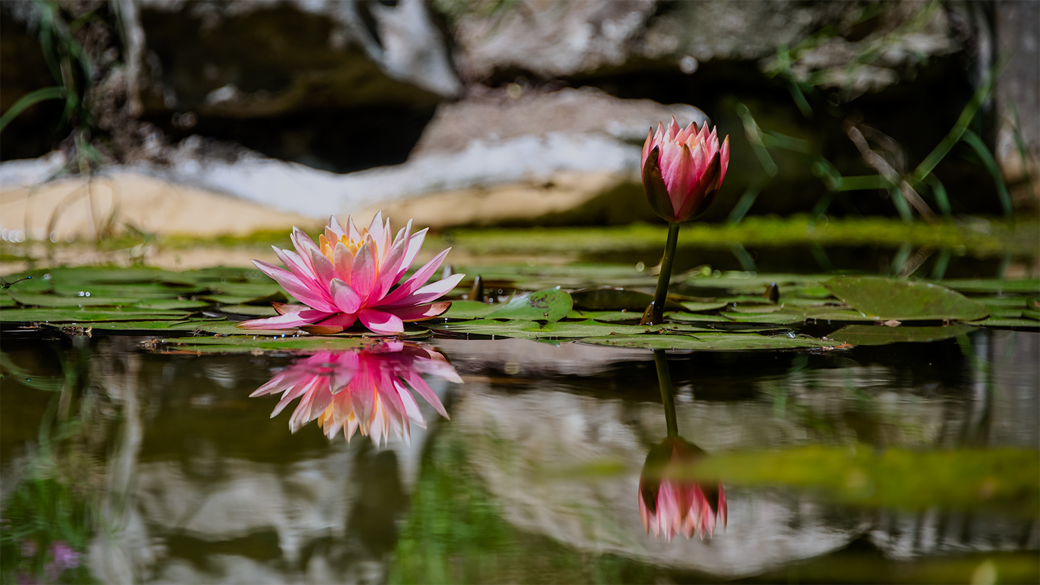 Fotografía por Manson Nellum para DesignCrowd (Community Contests) | Diseño #19288020