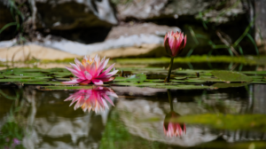 Photography by Manson Nellum