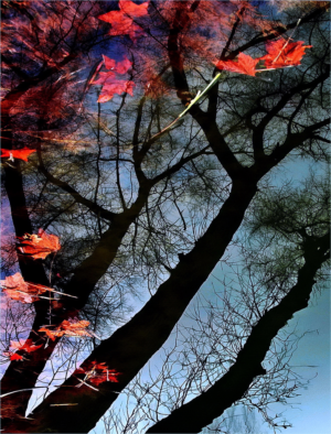 Photography by Ungaro
