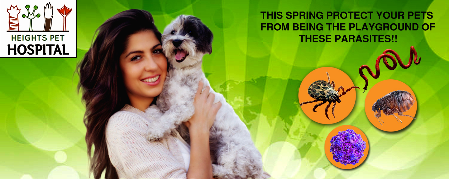 Poster Design by Pritha for Heights Pet Hospital | Design #19289563