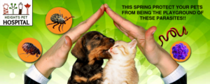 Poster Design by Pritha for Heights Pet Hospital | Design: #19289579