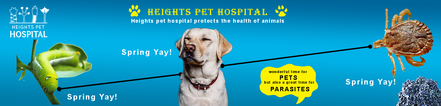 Poster Design by Clanixo for Heights Pet Hospital | Design #19258080
