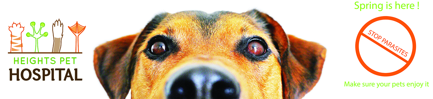 Poster Design by Green Coast Design for Heights Pet Hospital | Design #19297478