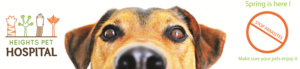 Poster Design by Green Coast Design for Heights Pet Hospital | Design: #19297478