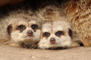 Photography by Casser