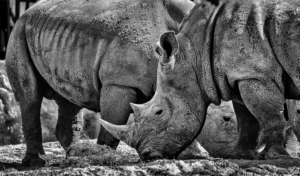 Photography by Manson Nellum