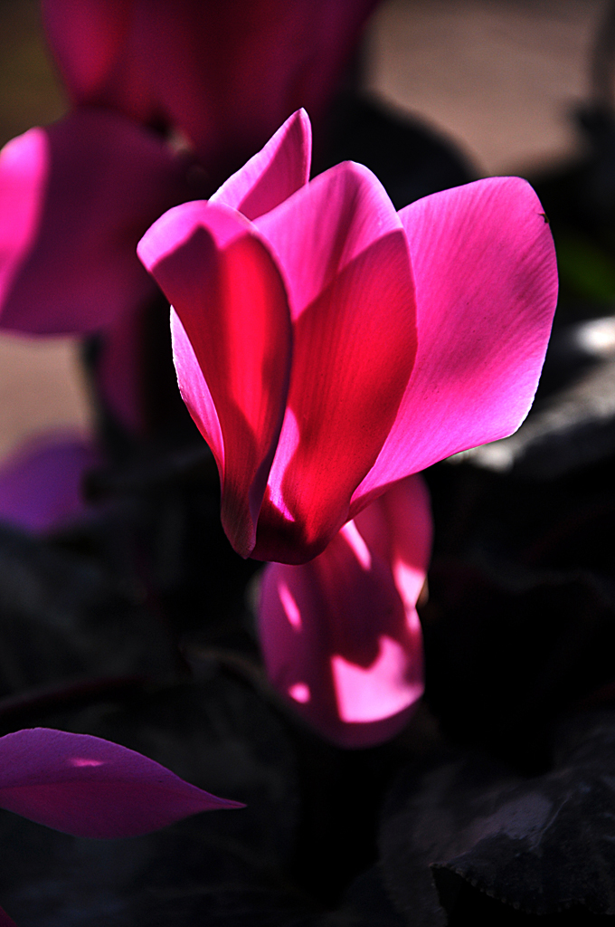 Photography by movingdiseno for DesignCrowd (Community Contests) | Design #19450049