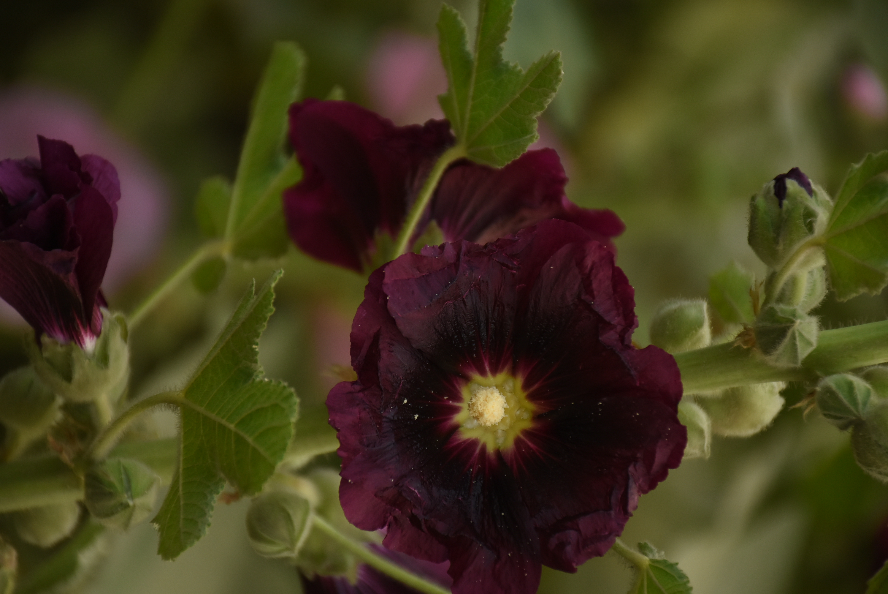 Photography by Muzaffar Nawaz Sial for DesignCrowd (Community Contests) | Design #19403256