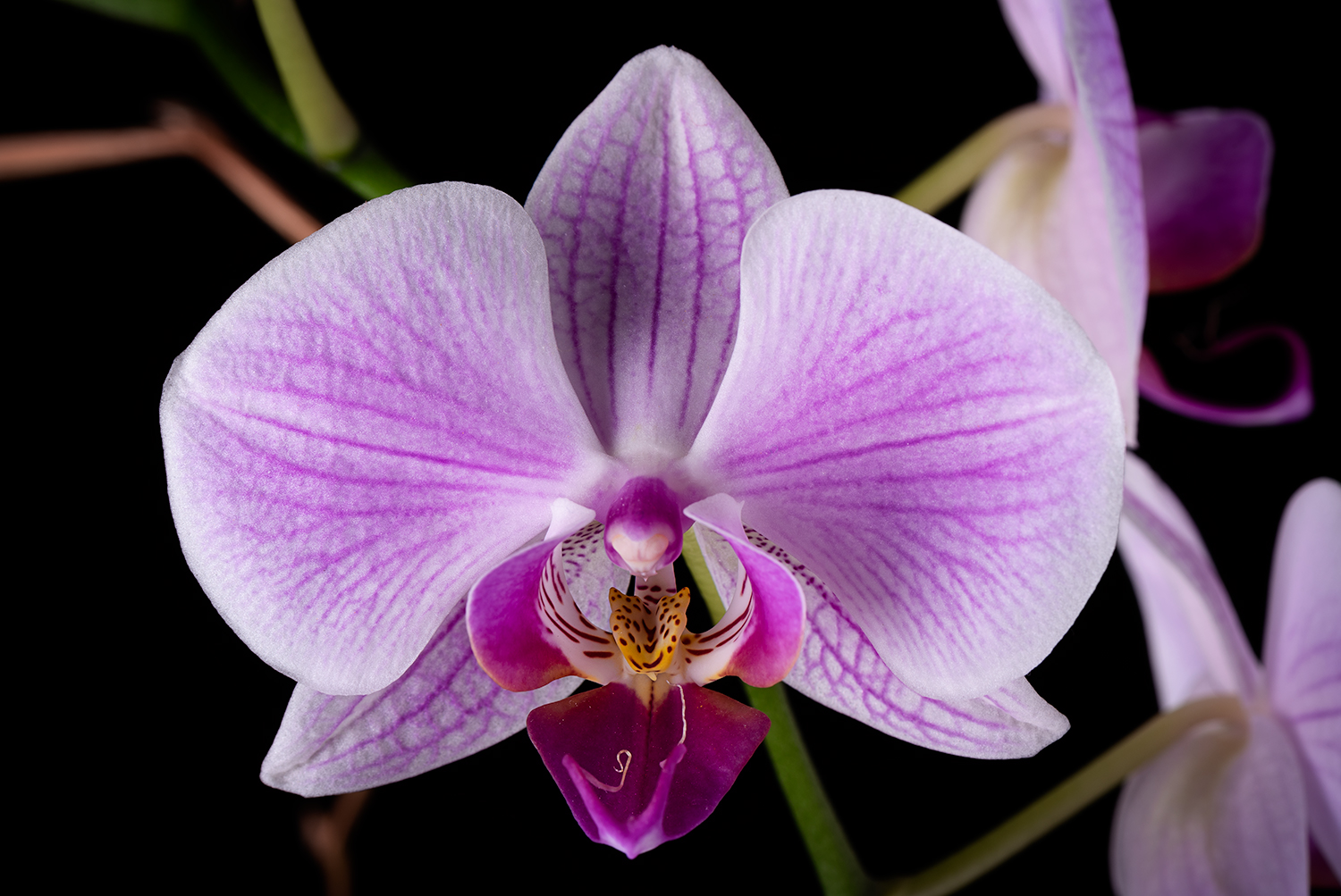 Photography by Manson Nellum for DesignCrowd (Community Contests) | Design #19489922