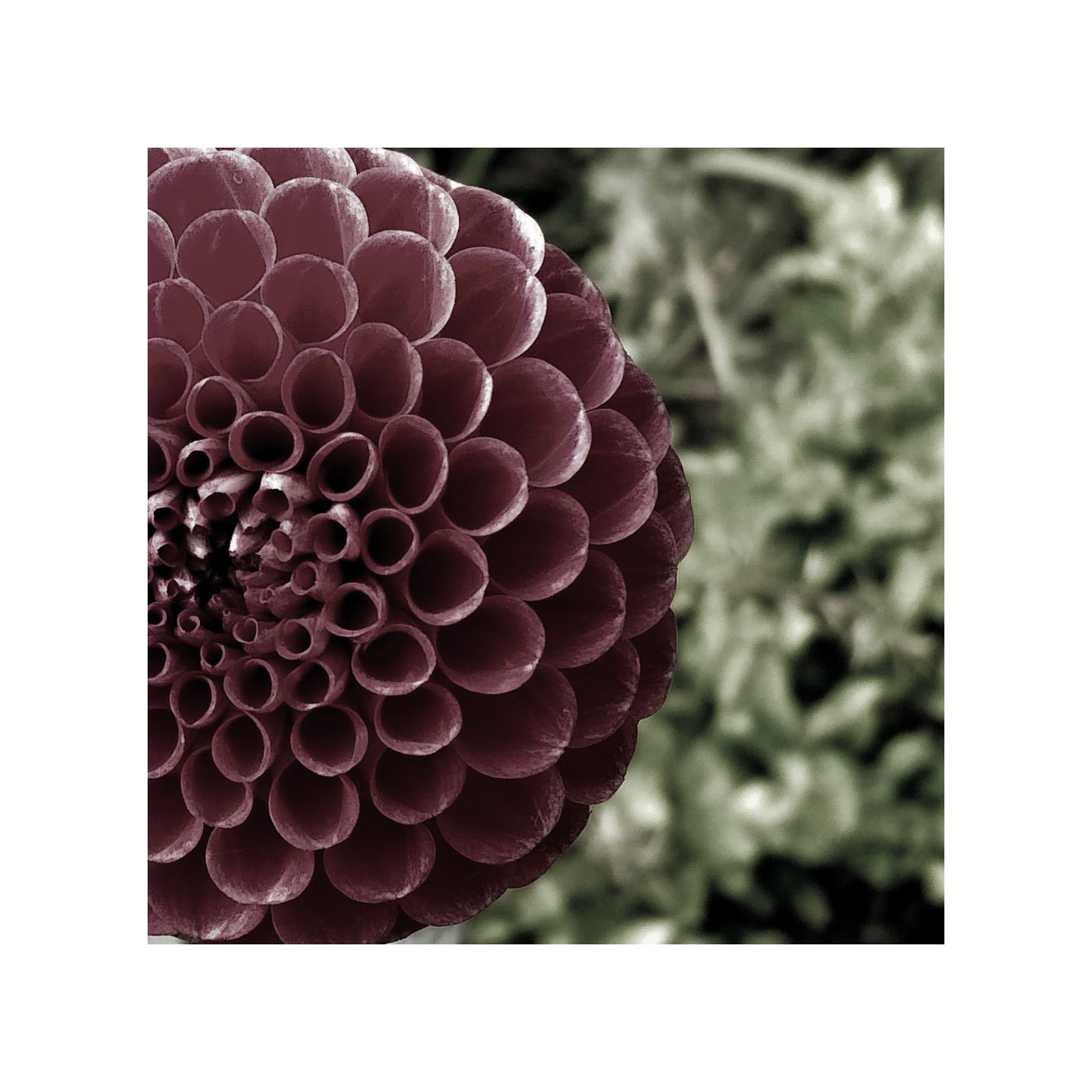 Photography by Ladyrinth for DesignCrowd (Community Contests) | Design #19417862