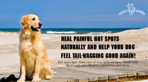 DoggyDerma Facebook Page | Facebook Design by creative gravity