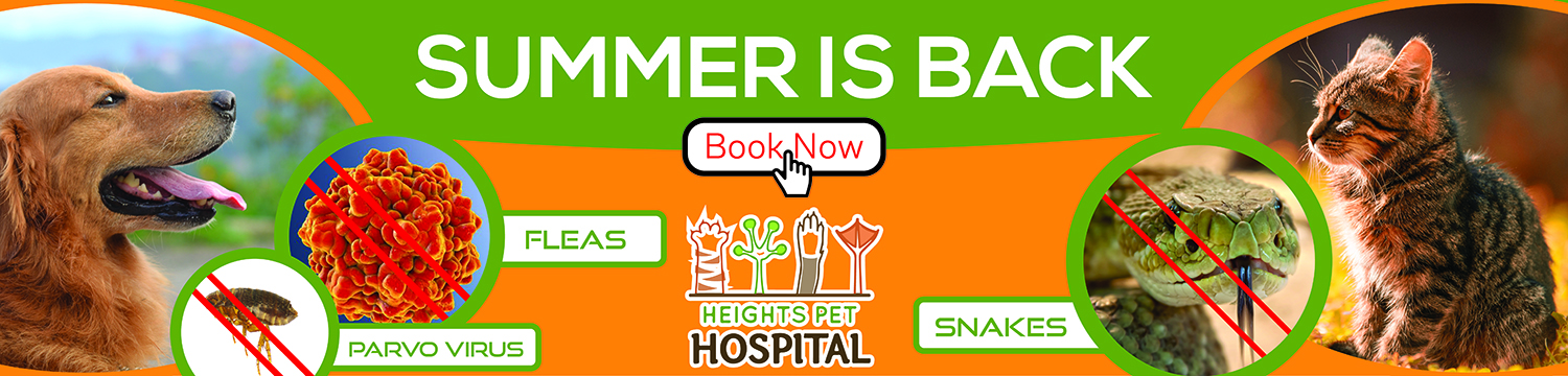 Graphic Design by BEEZU for Heights Pet Hospital | Design #20203060