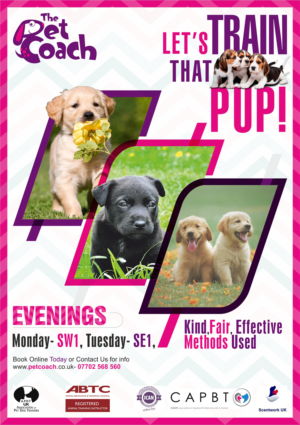Flyer Design by Vijay 19