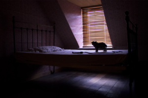 Photography by Nicole Hone