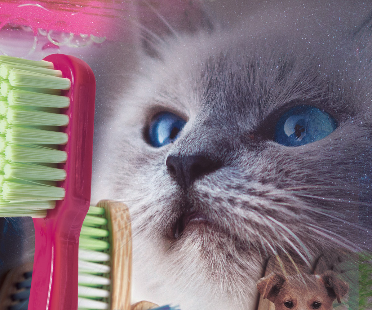 Poster Design by Creative_Sinapsi for Dr Paws North Ryde | Design #20476361