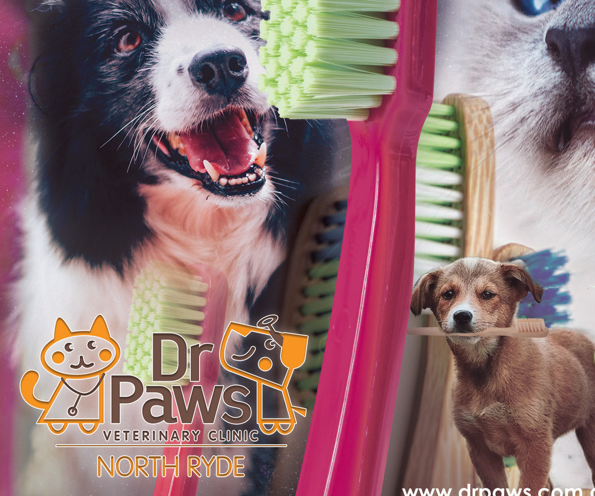 Poster-Design von Creative_Sinapsi für Dr Paws North Ryde | Design #20476363