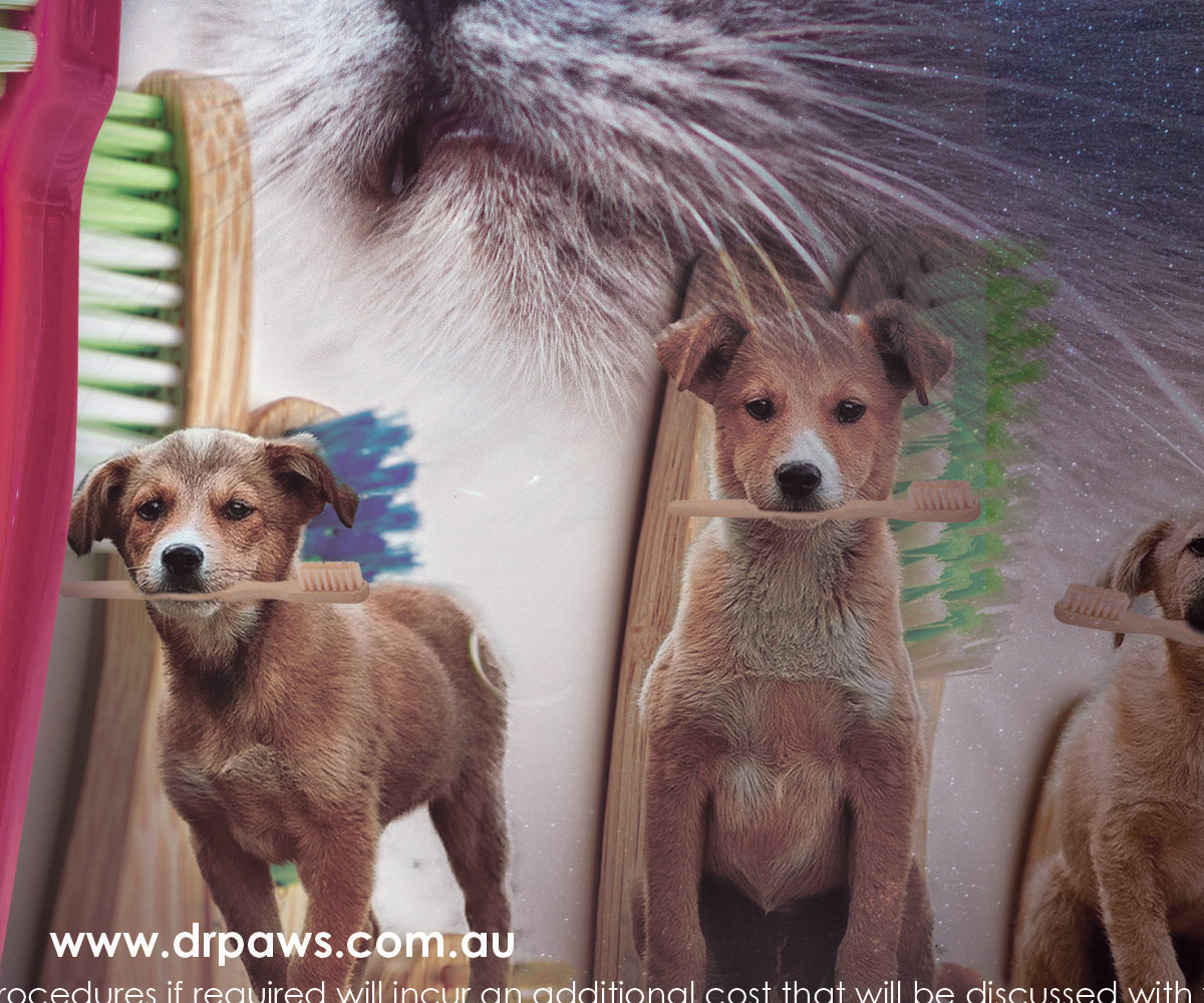 Poster Design by Creative_Sinapsi for Dr Paws North Ryde | Design #20476365