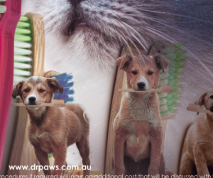 Poster Design by Creative_Sinapsi for Dr Paws North Ryde | Design: #20476365