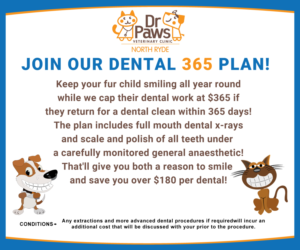 Dental Plan for Dogs | Diseño de Póster por creativepix